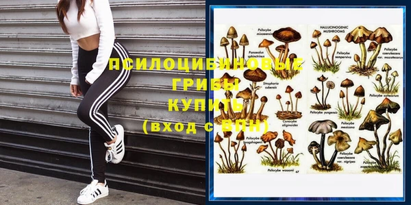 прущие грибы Абдулино
